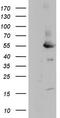 MAPK Activated Protein Kinase 5 antibody, LS-C790203, Lifespan Biosciences, Western Blot image 