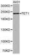 Tet Methylcytosine Dioxygenase 1 antibody, PA5-76103, Invitrogen Antibodies, Western Blot image 