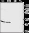 Protein Interacting With PRKCA 1 antibody, GTX54853, GeneTex, Western Blot image 