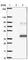 Mitochondrial transcription termination factor 1 antibody, HPA044894, Atlas Antibodies, Western Blot image 