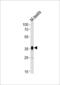 PDZ Binding Kinase antibody, PA5-49202, Invitrogen Antibodies, Western Blot image 