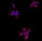 Nuclear Receptor Interacting Protein 3 antibody, orb378351, Biorbyt, Immunofluorescence image 