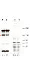 Signal-induced proliferation-associated protein 1 antibody, A05549, Boster Biological Technology, Western Blot image 