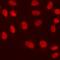 RE1 Silencing Transcription Factor antibody, LS-C668231, Lifespan Biosciences, Immunofluorescence image 