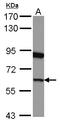 G1 To S Phase Transition 1 antibody, LS-C155239, Lifespan Biosciences, Western Blot image 