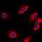 Protein Tyrosine Phosphatase Non-Receptor Type 1 antibody, orb304531, Biorbyt, Immunofluorescence image 