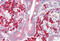 Laforin antibody, MBS248726, MyBioSource, Immunohistochemistry frozen image 