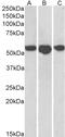 Epidermal Growth Factor antibody, 43-550, ProSci, Enzyme Linked Immunosorbent Assay image 