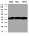 Transaldolase 1 antibody, LS-C795172, Lifespan Biosciences, Western Blot image 