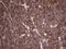 Leucine Rich Repeat Transmembrane Neuronal 1 antibody, MA5-26751, Invitrogen Antibodies, Immunohistochemistry frozen image 