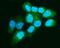 Anaphase Promoting Complex Subunit 5 antibody, A08280-2, Boster Biological Technology, Immunofluorescence image 