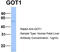 Glutamic-Oxaloacetic Transaminase 1 antibody, TA346569, Origene, Western Blot image 