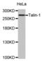 Talin 1 antibody, abx003072, Abbexa, Western Blot image 