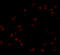 Glucosamine-6-Phosphate Deaminase 1 antibody, A10820-1, Boster Biological Technology, Immunofluorescence image 
