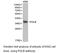 DNA Polymerase Beta antibody, LS-C193024, Lifespan Biosciences, Western Blot image 