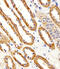 Cystin 1 antibody, MBS9208031, MyBioSource, Immunohistochemistry paraffin image 