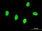 RBMS2 antibody, MA5-19798, Invitrogen Antibodies, Immunofluorescence image 