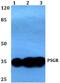 Olfactory Receptor Family 51 Subfamily E Member 2 antibody, A08220, Boster Biological Technology, Western Blot image 