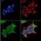 Gamma-Aminobutyric Acid Type A Receptor Alpha4 Subunit antibody, NBP2-59326, Novus Biologicals, Immunofluorescence image 