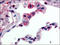 GPR43 antibody, AP06988PU-N, Origene, Immunohistochemistry frozen image 