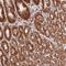 Spalt Like Transcription Factor 1 antibody, HPA049829, Atlas Antibodies, Immunohistochemistry paraffin image 