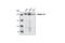 Integrin Subunit Beta 4 antibody, 4707S, Cell Signaling Technology, Western Blot image 