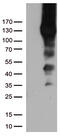CD31 antibody, UM570031, Origene, Western Blot image 