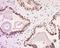 Claudin 6 antibody, orb5881, Biorbyt, Immunohistochemistry paraffin image 