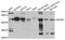 Regulator Of G Protein Signaling 20 antibody, A8167, ABclonal Technology, Western Blot image 
