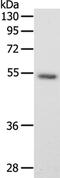 Secretogranin-3 antibody, PA5-50259, Invitrogen Antibodies, Western Blot image 