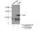 ATP Synthase Peripheral Stalk Subunit F6 antibody, 14114-1-AP, Proteintech Group, Immunoprecipitation image 