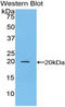 CCAAT Enhancer Binding Protein Gamma antibody, LS-C293273, Lifespan Biosciences, Western Blot image 