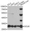 Glutamate-Cysteine Ligase Modifier Subunit antibody, A5314, ABclonal Technology, Western Blot image 