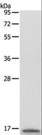 Lysozyme antibody, LS-B14821, Lifespan Biosciences, Western Blot image 