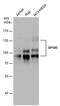 SP100 Nuclear Antigen antibody, PA5-78177, Invitrogen Antibodies, Western Blot image 