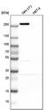 Myoferlin antibody, PA5-53134, Invitrogen Antibodies, Western Blot image 