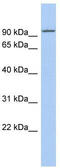 Kinesin Family Member 9 antibody, TA334710, Origene, Western Blot image 