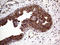 Rho/Rac Guanine Nucleotide Exchange Factor 18 antibody, LS-C795440, Lifespan Biosciences, Immunohistochemistry paraffin image 