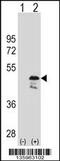 Obg Like ATPase 1 antibody, 58-529, ProSci, Western Blot image 