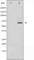 CD19 antibody, abx010516, Abbexa, Western Blot image 