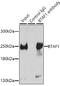 B-TFIID TATA-Box Binding Protein Associated Factor 1 antibody, 19-872, ProSci, Immunoprecipitation image 