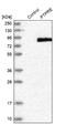 Protein Tyrosine Phosphatase Receptor Type E antibody, NBP1-87190, Novus Biologicals, Western Blot image 