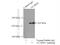 Non-SMC Condensin II Complex Subunit D3 antibody, 16828-1-AP, Proteintech Group, Immunoprecipitation image 