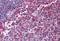 Cytohesin 1 antibody, MBS246035, MyBioSource, Immunohistochemistry paraffin image 
