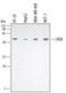 CREB Binding Protein antibody, AF2989, R&D Systems, Western Blot image 