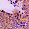 3-Phosphoinositide Dependent Protein Kinase 1 antibody, LS-C352641, Lifespan Biosciences, Immunohistochemistry frozen image 