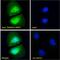 Cysteine Rich Secretory Protein 2 antibody, 42-521, ProSci, Enzyme Linked Immunosorbent Assay image 