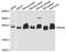 MOB Family Member 4, Phocein antibody, LS-C746841, Lifespan Biosciences, Western Blot image 