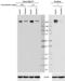 RNA Polymerase II Subunit A antibody, 920305, BioLegend, Western Blot image 