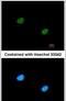 Retinoblastoma-binding protein 5 antibody, PA5-27711, Invitrogen Antibodies, Immunofluorescence image 
